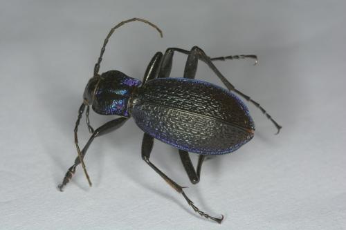 Carabus intricatus